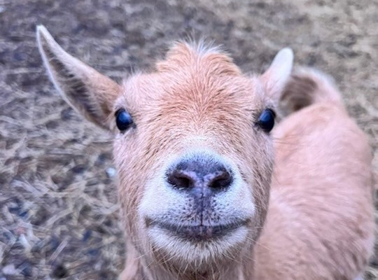 hs9dm2fc