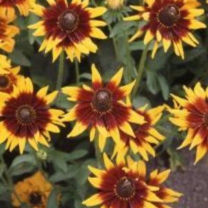 Seeds - Flower Rudbeckia Autumn Forest (Black Eyed Susan) Seeds
