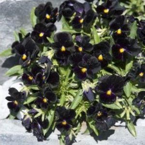 Seeds - Flower Viola Back to Black Seeds