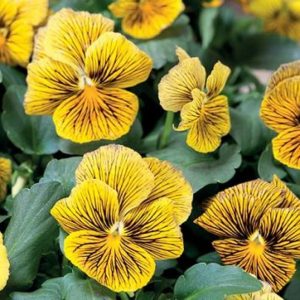 Seeds - Flower Viola Bengal Tiger Seeds