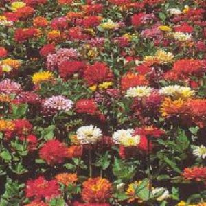 Seeds - Flower Zinnia State Fair Mix Seeds