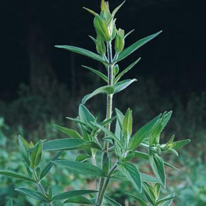 Seeds - Mint Mountain Seeds