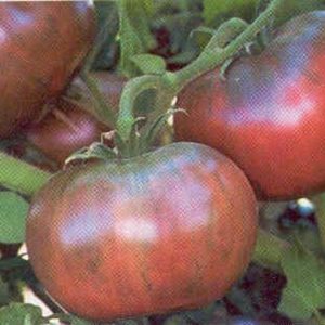 Seeds - Tomato Cherokee Purple Seeds