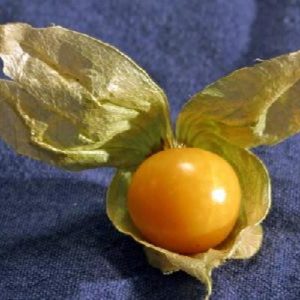 Seeds - Tomato Ground Cherry Seeds