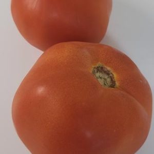 Tomatoes Slicers Red